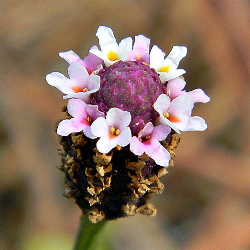 Phyla nodiflora - Teppichverbene (Blüte)