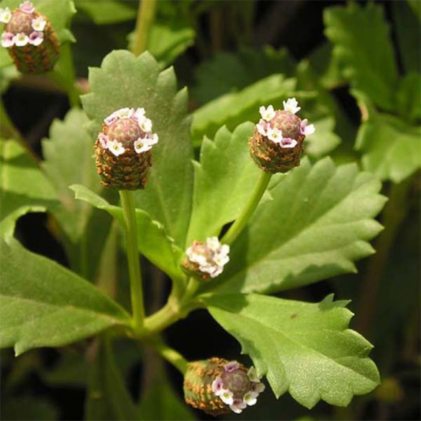 Phyla nodiflora - Teppichverbene (Laub)