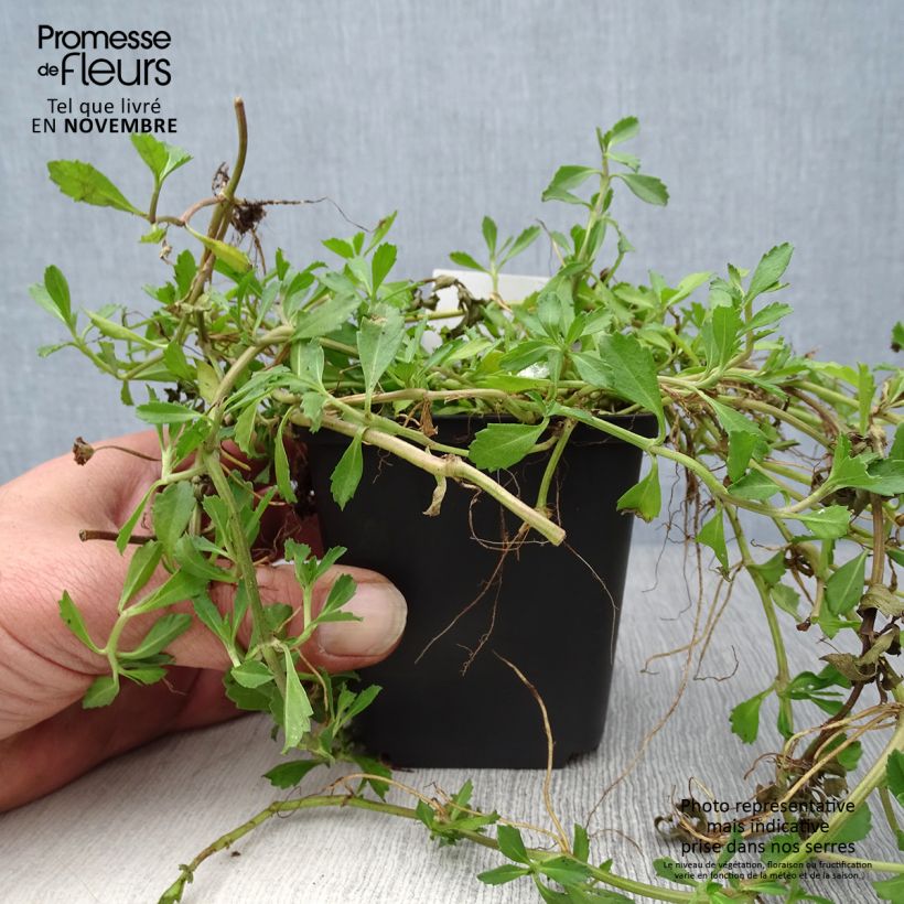 Exemplar von Phyla ou Lippia nodiflora - Verveine nodulaire Godet de 9cm wie im Herbst geliefert