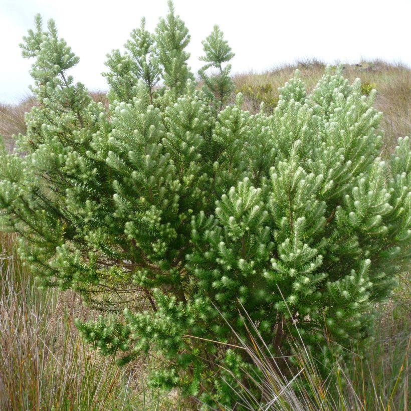 Phylica arborea - Kapmyrte (Hafen)