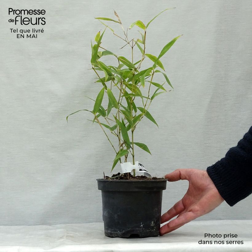 Exemplar von Schwarzer Knospenbambus Green Perfume - Phyllostachys atrovaginata Topf mit 2L/3LGelieferte Höhe ca. 40/60cm wie im Frühjahr geliefert