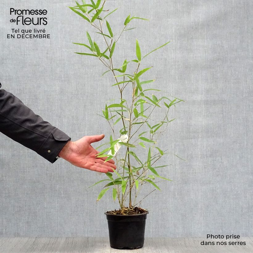 Exemplar von Phyllostachys atrovaginata Green Perfume - Bambou moyen pot 2L/3L 60cm+ wie im Winter geliefert