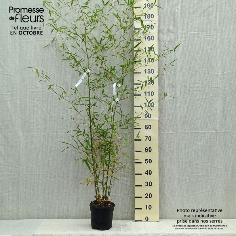 Exemplar von Phyllostachys atrovaginata Green Perfume - Bambou moyen pot 5L 100/150 wie im Herbst geliefert