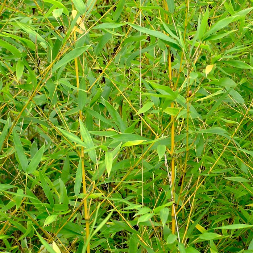 Goldrohr Bambus - Phyllostachys aurea (Laub)