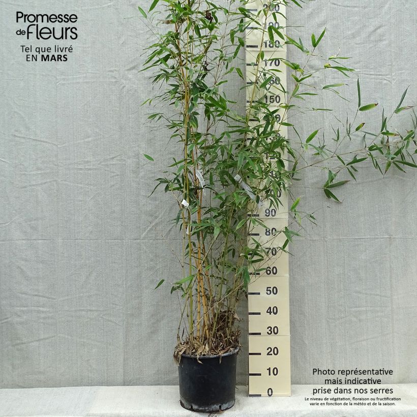 Exemplar von Goldrohr Bambus Holochrysa - Phyllostachys aurea Topf mit 12L/15LGelieferte Höhe ca. 150/200cm wie im Frühjahr geliefert