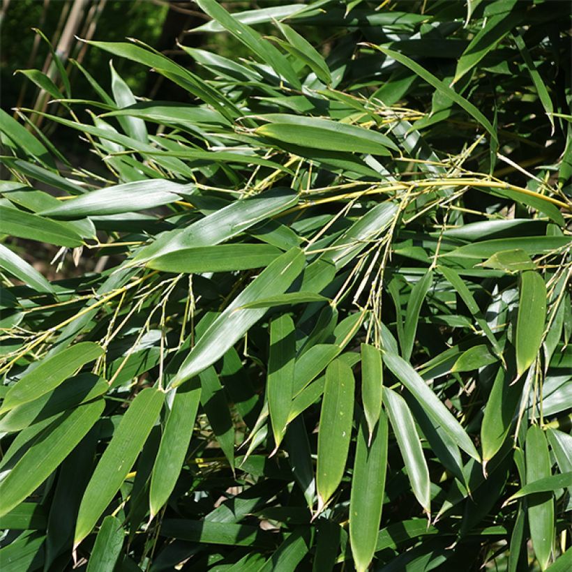 Rauher Gelbrinnen-Bambus Alata - Phyllostachys aureosulcata (Laub)