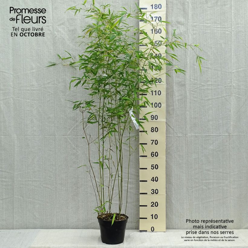 Exemplar von Rauher Gelbrinnen-Bambus Alata - Phyllostachys aureosulcata wie im Herbst geliefert