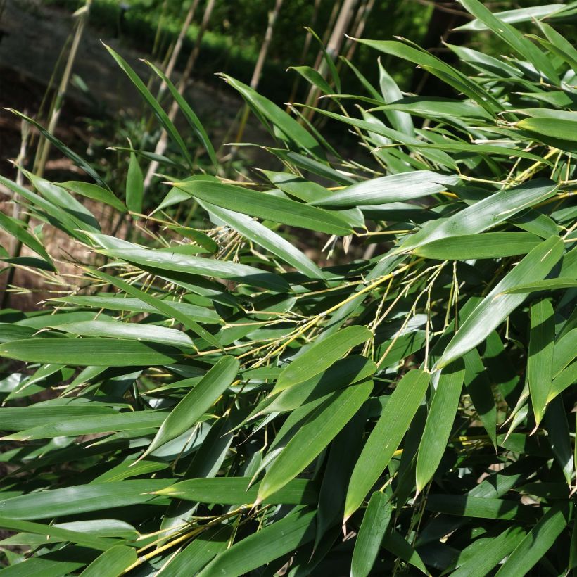 Rauher Gelbrinnen-Bambus - Phyllostachys aureosulcata (Laub)