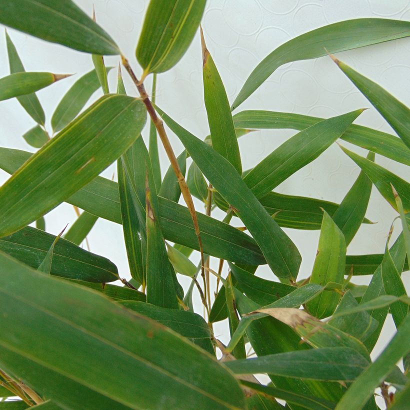 Rauher Gelbrinnen-Bambus Spectabilis - Phyllostachys aureosulcata (Laub)