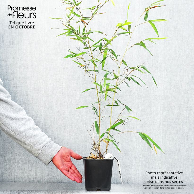 Exemplar von Rauher Gelbrinnen-Bambus Spectabilis - Phyllostachys aureosulcata wie im Herbst geliefert