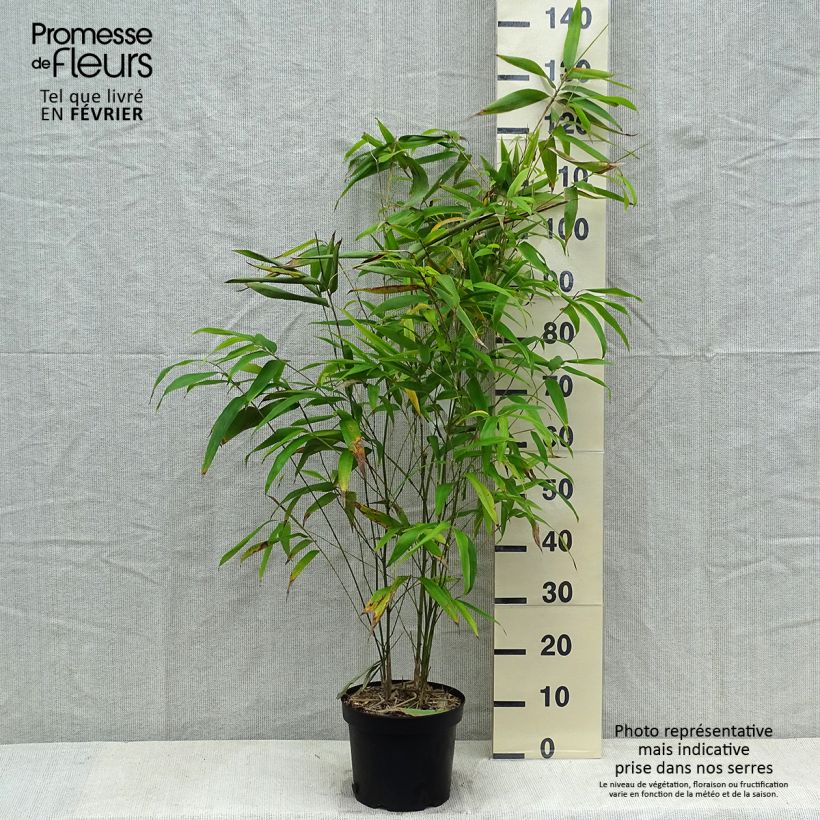 Exemplar von Phyllostachys edulis (= pubescens) - Bambou géant Pot de 4/5L wie im Winter geliefert