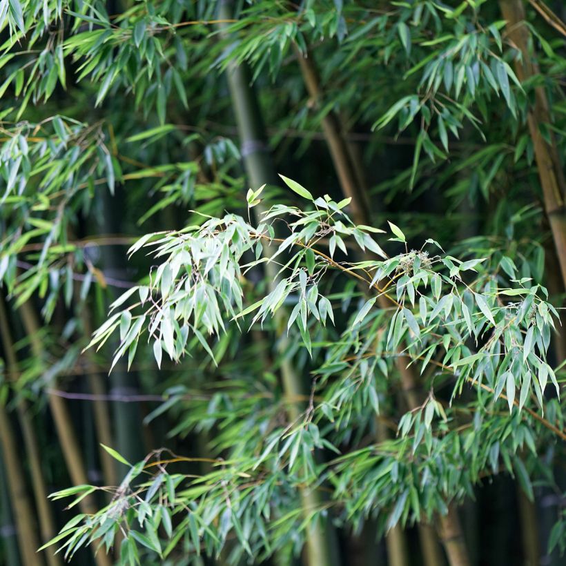 Moso-Bambus - Phyllostachys edulis (Laub)