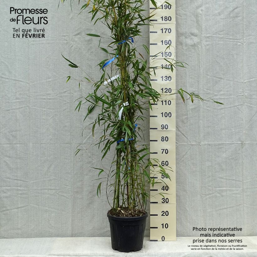 Exemplar von Phyllostachys flexuosa - Bambou moyen Pot de 12/15L wie im Winter geliefert