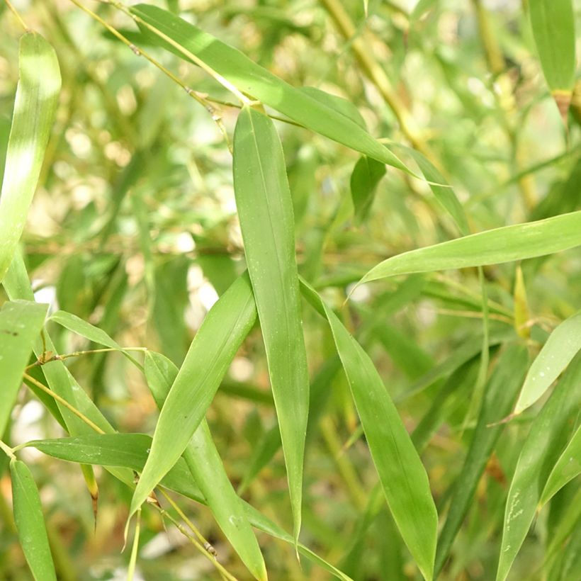 Gebogener Bambus - Phyllostachys flexuosa (Laub)