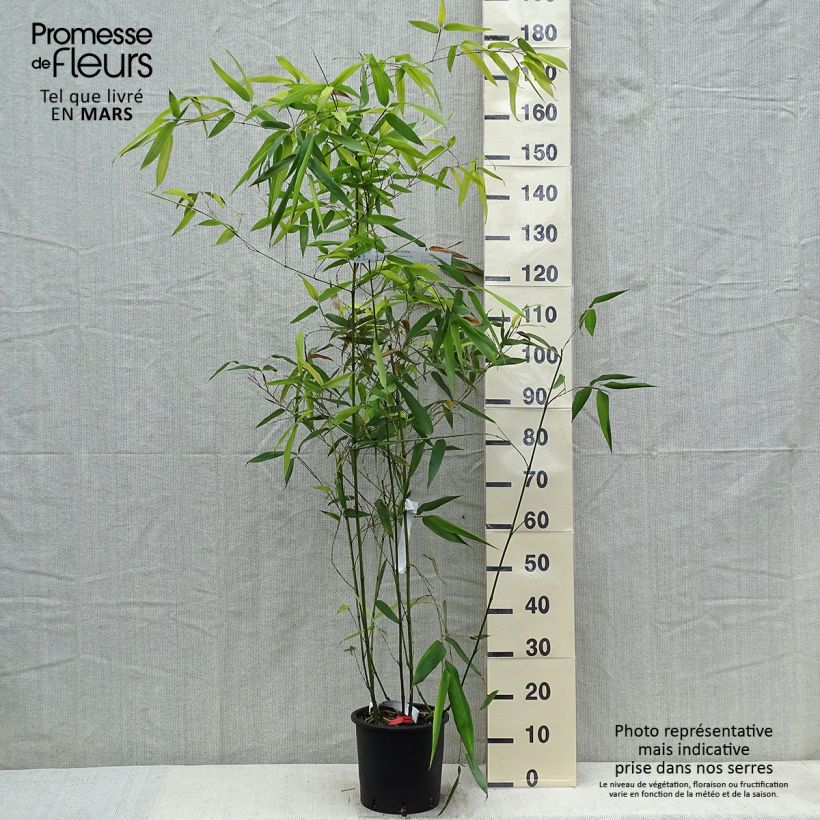 Exemplar von Blauer Bambus - Phyllostachys glauca Topf mit 4L/5LGelieferte Höhe ca. 100/150cm wie im Frühjahr geliefert