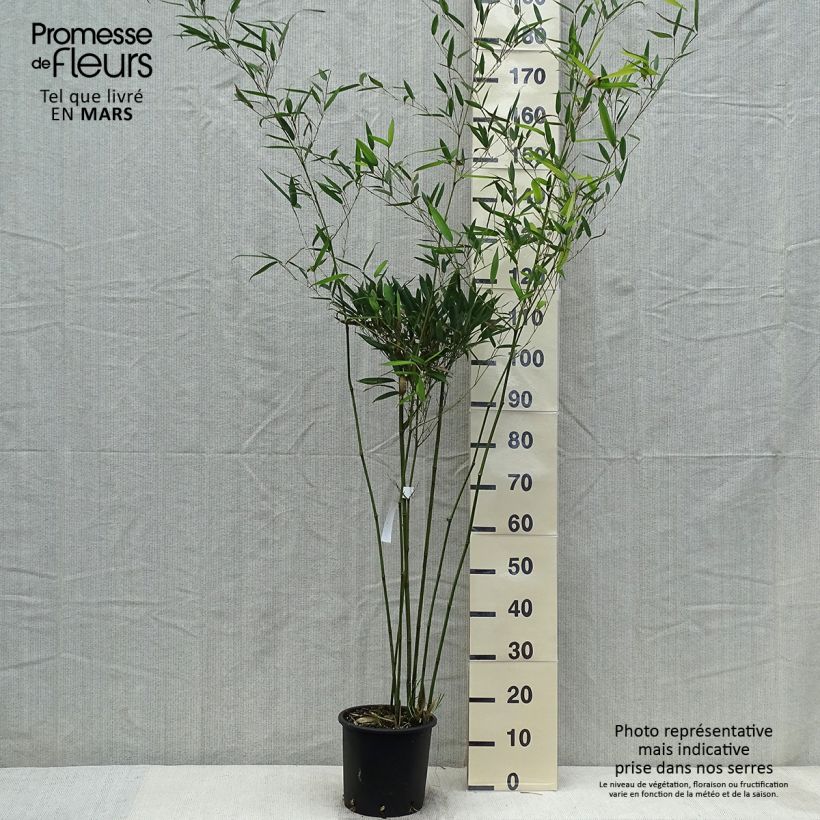 Exemplar von Wasserbambus - Phyllostachys heteroclada Topf mit 4L/5LGelieferte Höhe ca. 100/150cm wie im Frühjahr geliefert