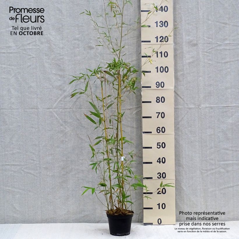 Exemplar von Phyllostachys humilis - Bambou moyen pot 2L wie im Herbst geliefert