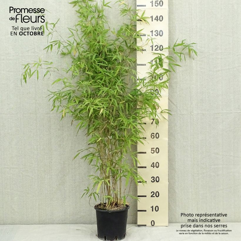 Exemplar von Phyllostachys humilis - Bambou moyen pot 5L 100/150 cm wie im Herbst geliefert