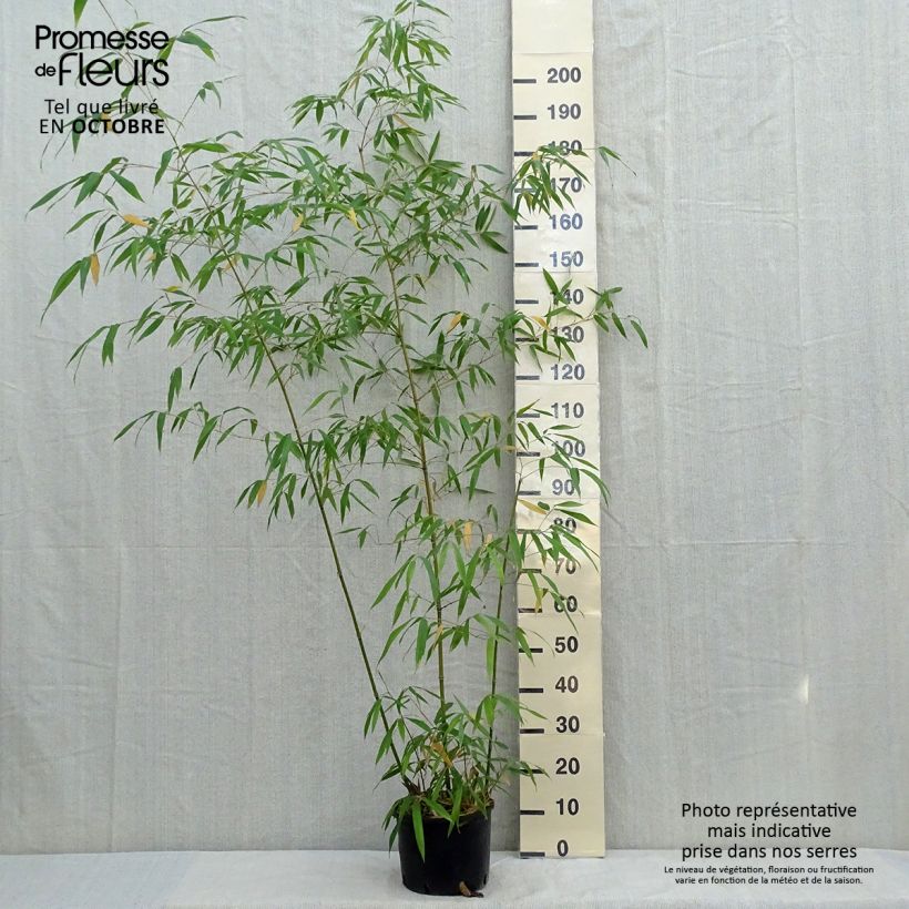 Exemplar von Holzbambus - Phyllostachys iridescens wie im Herbst geliefert