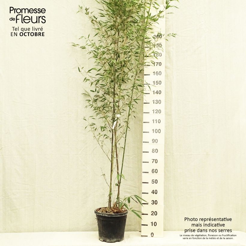 Exemplar von Tigerfleckenbambus Boryana - Phyllostachys nigra wie im Herbst geliefert