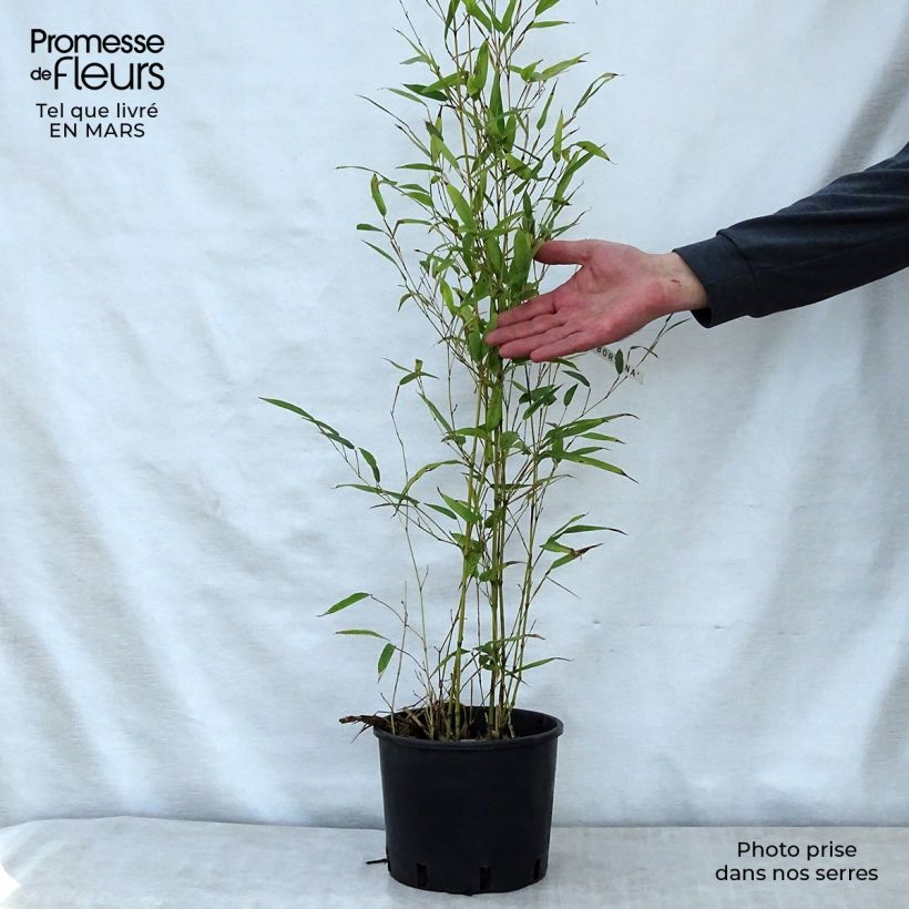 Exemplar von Tigerfleckenbambus Boryana - Phyllostachys nigra Topf mit 4L/5LGelieferte Höhe ca. 40/50cm wie im Frühjahr geliefert