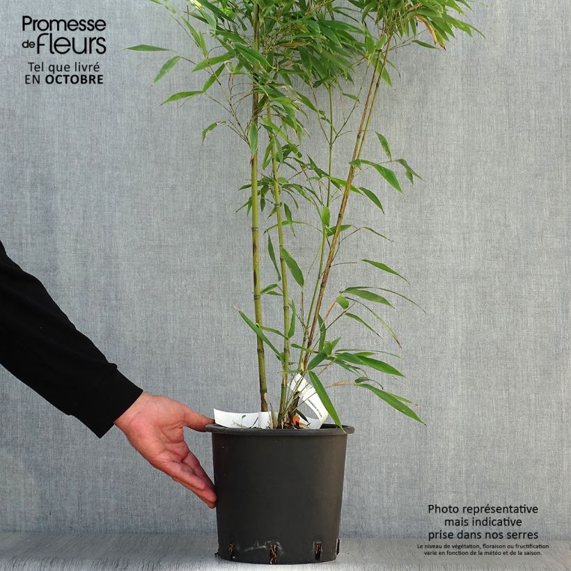 Exemplar von Tigerfleckenbambus Boryana - Phyllostachys nigra wie im Herbst geliefert