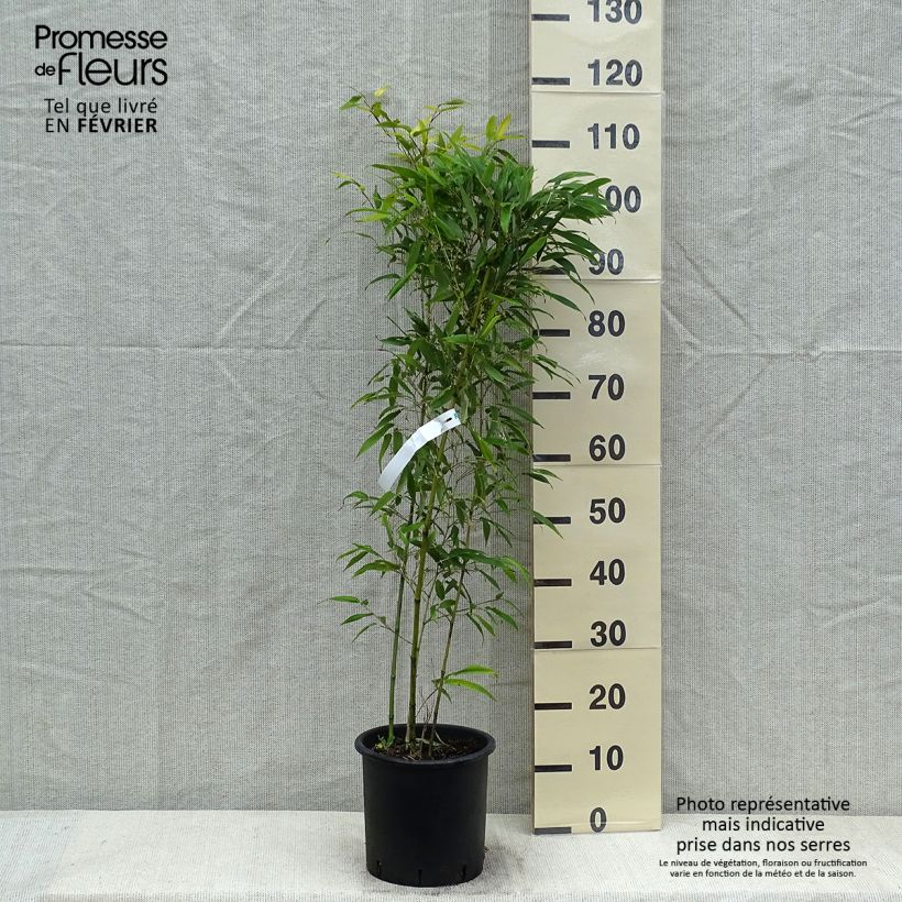 Exemplar von Phyllostachys nigra Boryana - Bambou géant pot 5L 60/80 cm wie im Winter geliefert