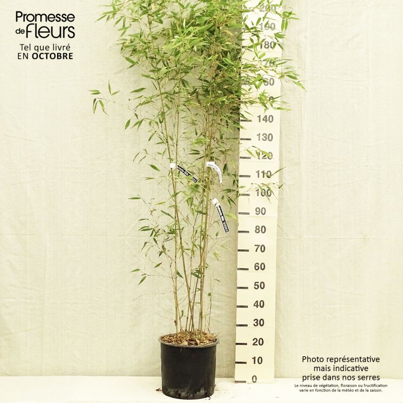 Exemplar von Phyllostachys nigra Henonis - Bambou géant pot 15L  wie im Herbst geliefert