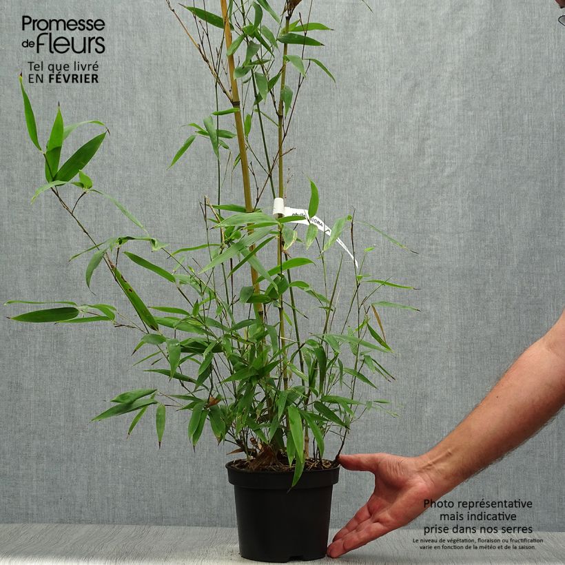 Exemplar von Phyllostachys nigra Henonis - Bambou géant pot 2L 60/80 wie im Herbst geliefert