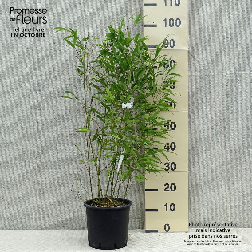 Exemplar von Phyllostachys nigra Henonis - Bambou géant pot 5L 80/100 cm wie im Herbst geliefert