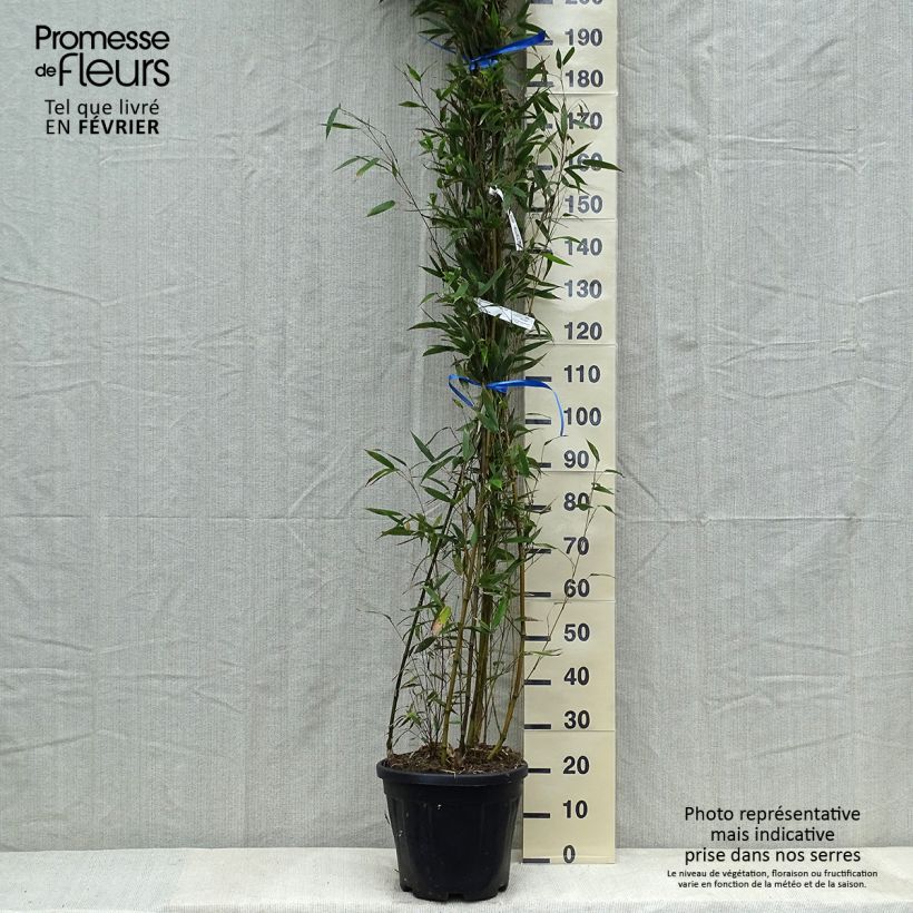 Exemplar von Phyllostachys nigra Megurochiku - Bambou géant Pot de 12/15L wie im Winter geliefert