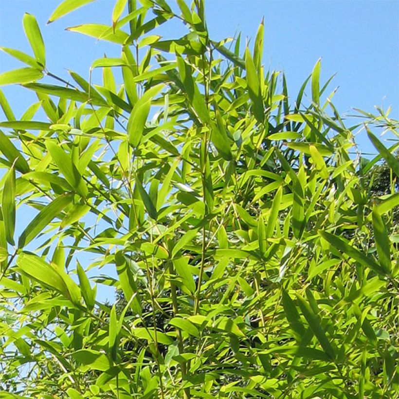 Schwarzer Bambus Henonis - Phyllostachys nigra (Laub)