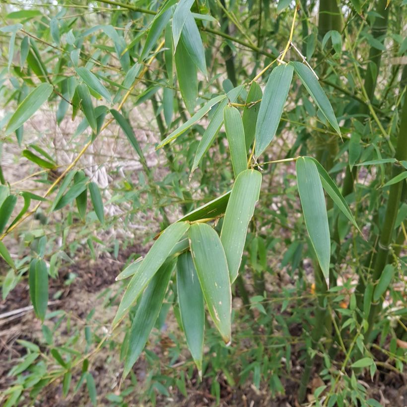 Kleinblütiger Bambus - Phyllostachys parviflora (Laub)