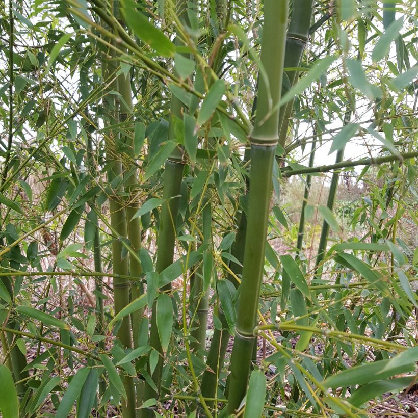 Kleinblütiger Bambus - Phyllostachys parviflora (Hafen)