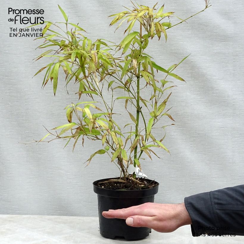 Exemplar von Phyllostachys parvifolia - Bambou géant Pot de 5L wie im Winter geliefert