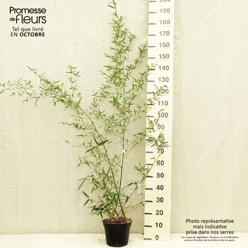 Exemplar von Phyllostachys parvifolia - Bambou géant Pot de 5L wie im Herbst geliefert