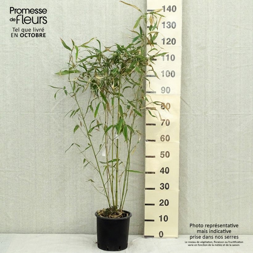 Exemplar von Phyllostachys rubromarginata - Bambou moyen Pot de 5L wie im Herbst geliefert