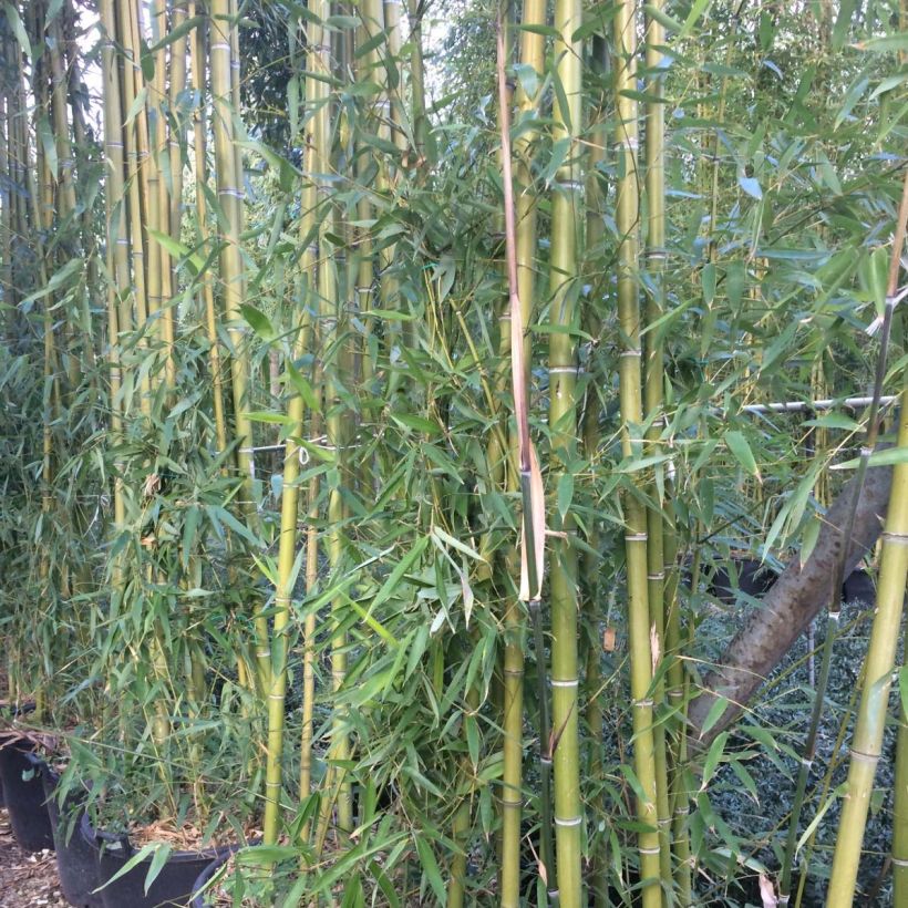 Grünblau-Bambus - Phyllostachys viridiglaucescens (Laub)