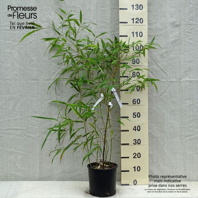 Exemplar von Phyllostachys viridiglaucescens - Bambou géant Pot de 4L/5L wie im Winter geliefert