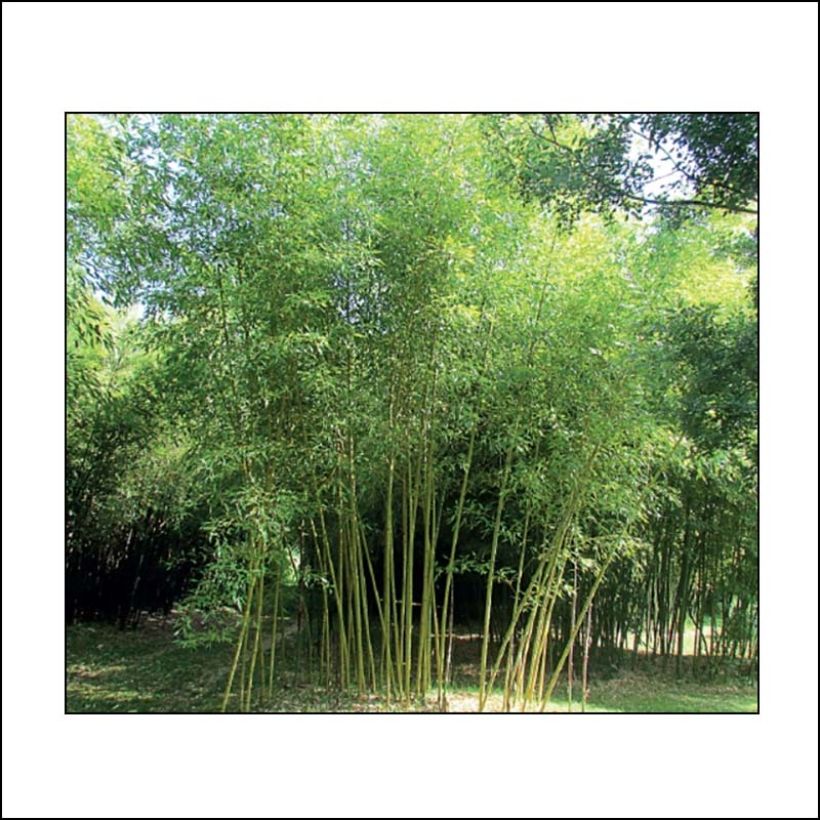 Gelber Furchen Bambus Sulphurea - Phyllostachys viridis (Hafen)