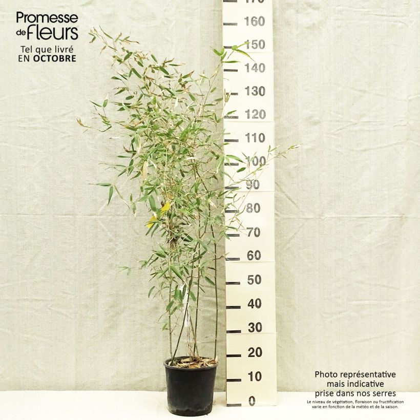 Exemplar von Gelber Furchen Bambus Sulphurea - Phyllostachys viridis wie im Herbst geliefert