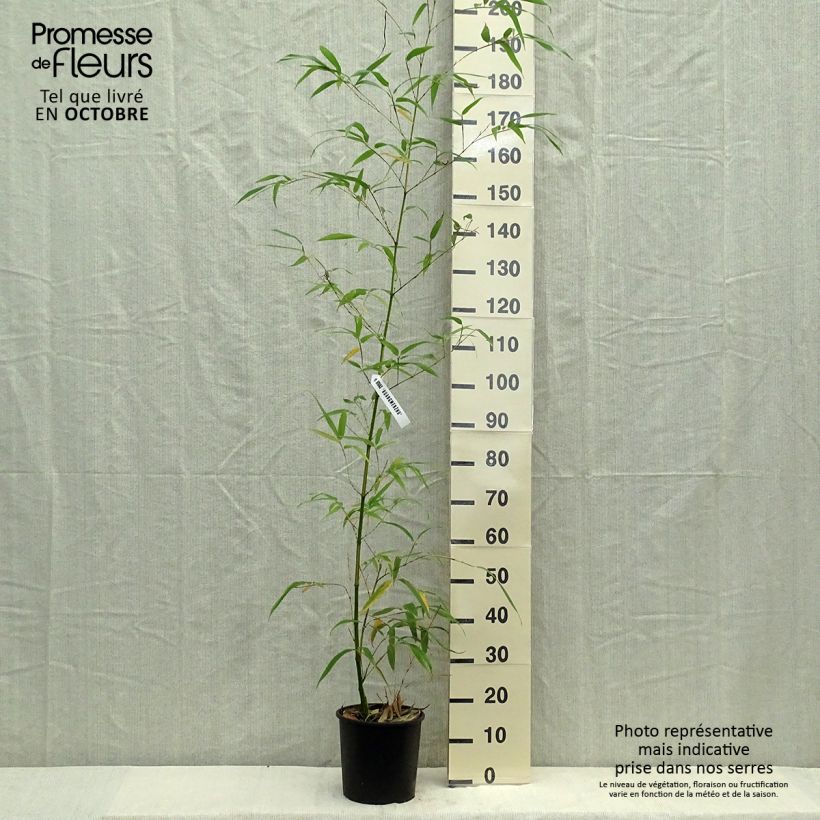 Exemplar von Phyllostachys vivax Aureocaulis - Bambou géant Pot de 4L/5L wie im Herbst geliefert