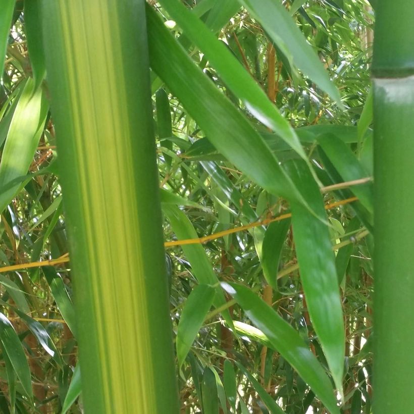 Gelber Furchen Bambus Huangwenzhu - Phyllostachys vivax (Laub)