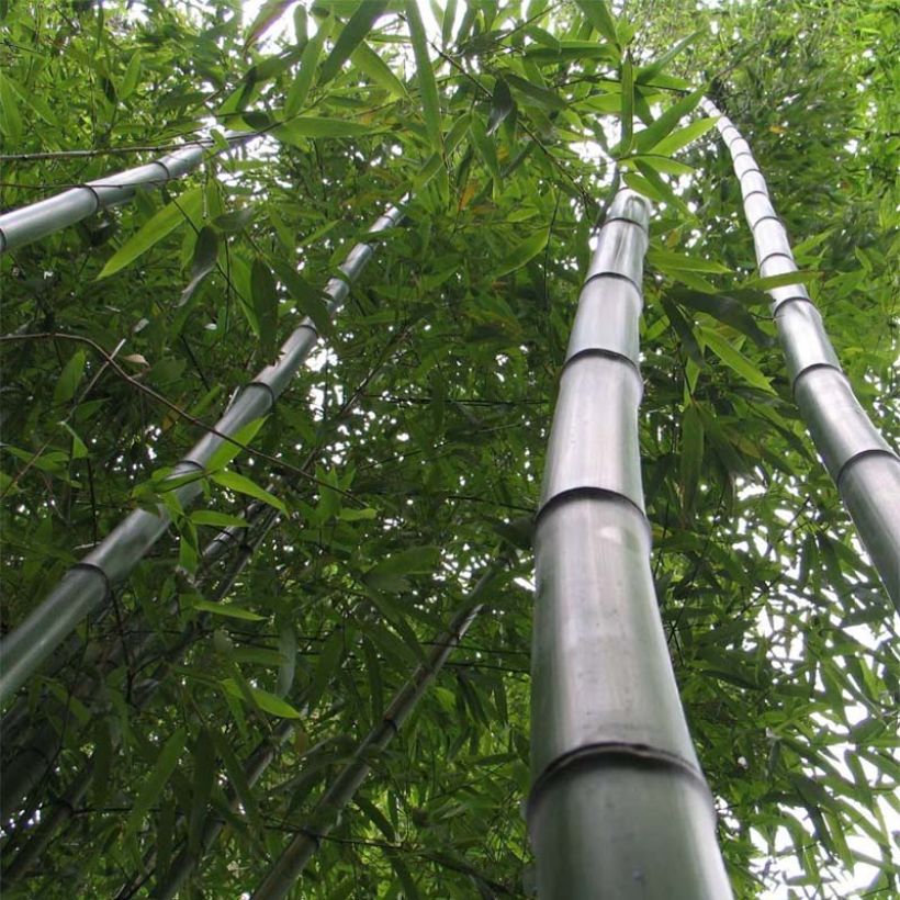 Gelber Furchen Bambus Huangwenzhu - Phyllostachys vivax (Hafen)