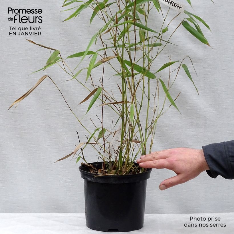 Exemplar von Phyllostachys vivax Huangwenzhu - Bambou géant en pot de 5L  wie im Winter geliefert