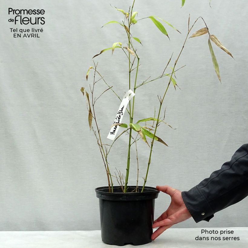 Exemplar von Gelber Furchen Bambus Huangwenzhu - Phyllostachys vivax Topf mit 4L/5LGelieferte Höhe ca. 100/150cm wie im Frühjahr geliefert