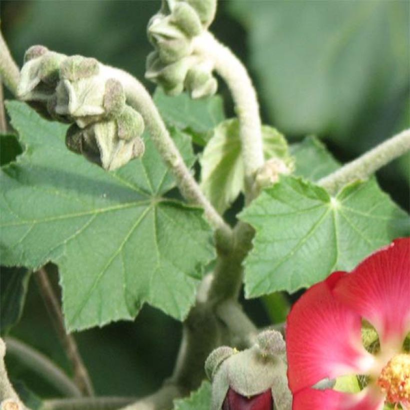 Phymosia umbellata (Laub)