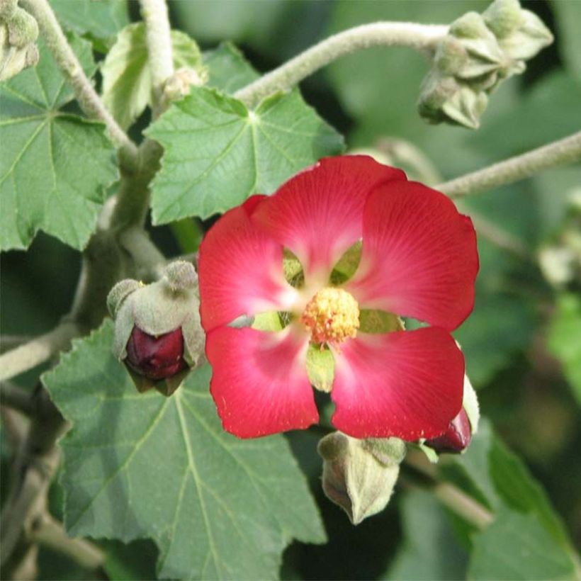 Phymosia umbellata (Blüte)