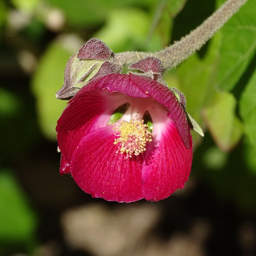 Phymosia umbellata (Blüte)