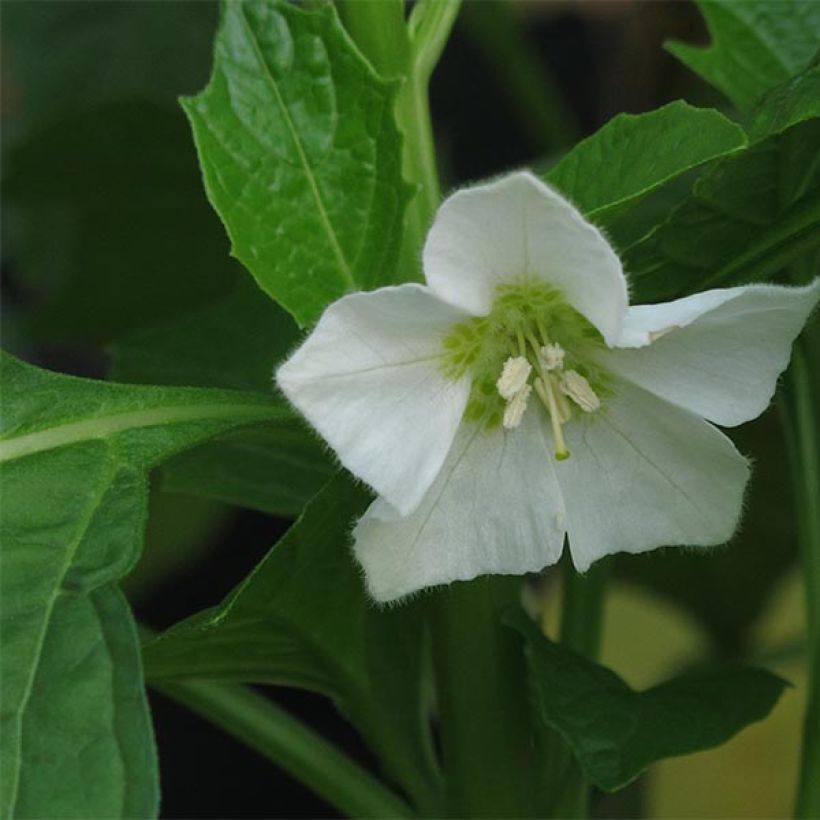 Physalis alkekengi var. franchetii - Lampionblume (Blüte)